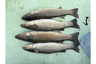 ダイナミック追い込み漁の季節です。